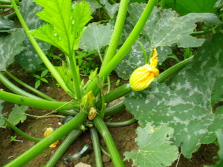 DSCF0338.JPG