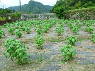DSCF0342.JPG